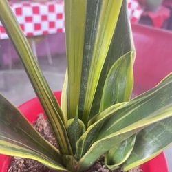 Variegated Snake  Plant