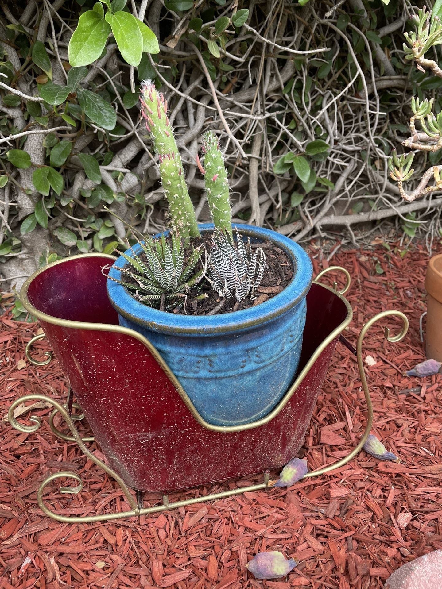 Succulent With Ceramic Pot 