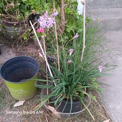 Purple Flower  plant