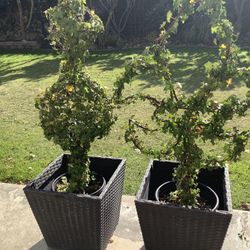 topiary wrought iron lotus flowers and 3 globes ball in pot