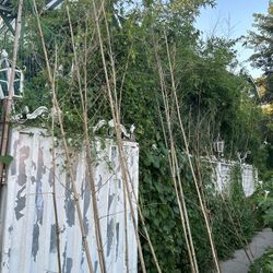 Bamboo Canes 