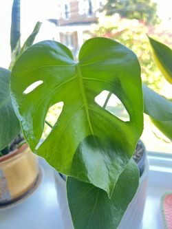 Monstera Deliciosa