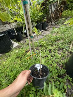Sapodilla Butterscotch Variety Grafted 