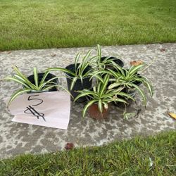 Spider Plant 