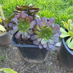 Plants/Succulents For Sale