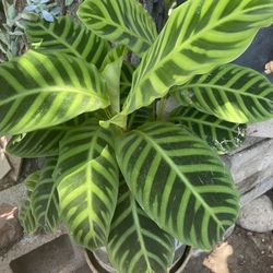 Zebraplant