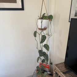Hanging Plant Stand And Pothos