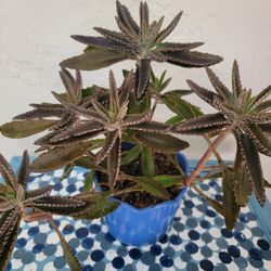 Mother Of Thousand Plant in blue  Pot 