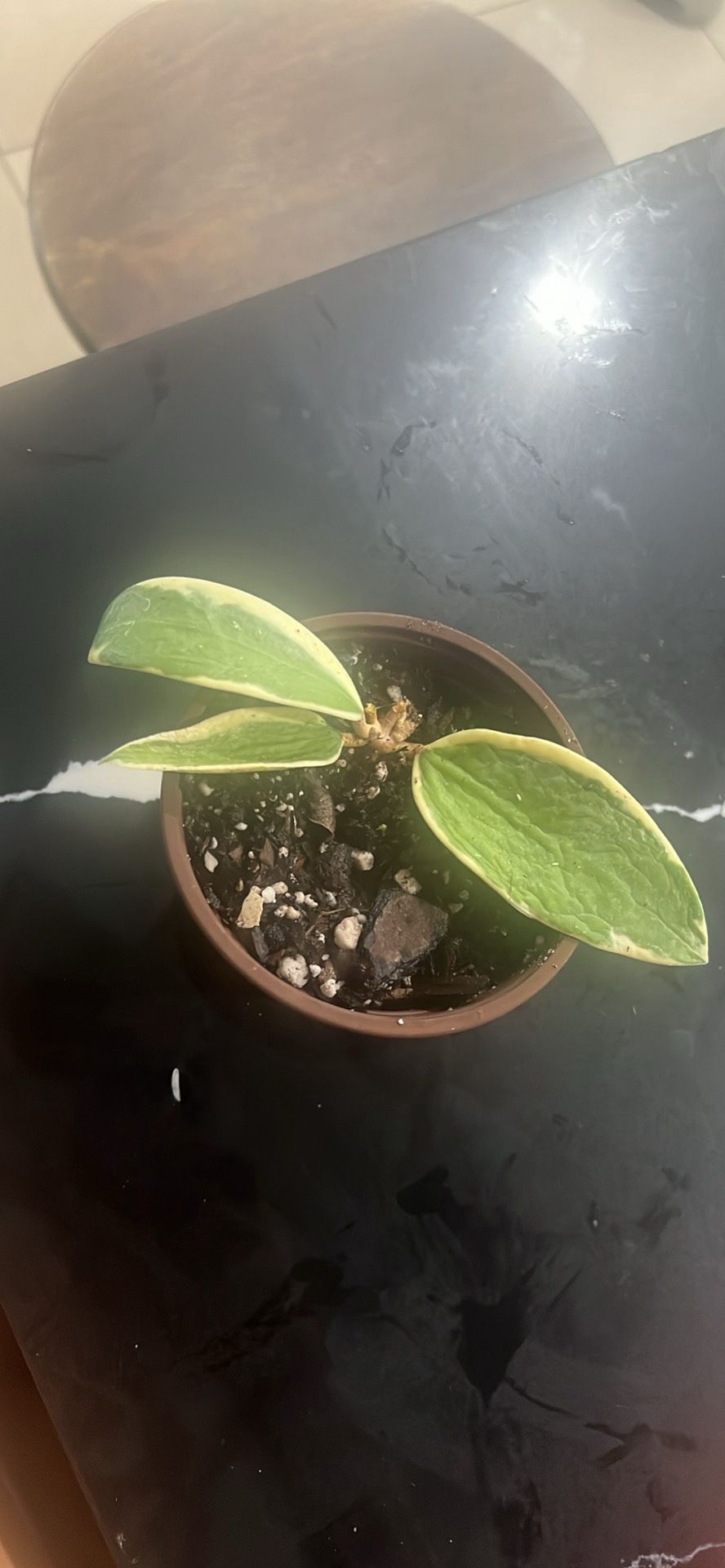 Hoya Incrassata outer variegated 'Eclipse' well rooted plant rare uncommon variegated Hoya plant