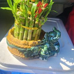 Mom Gift Bamboo Plant 