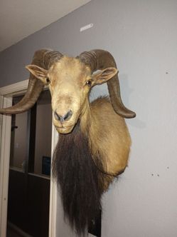 Ram