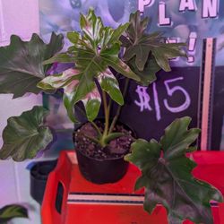 Tree Philodendron.  Aka haumatophyllum bipinnatifidum