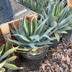 Blue Agave
