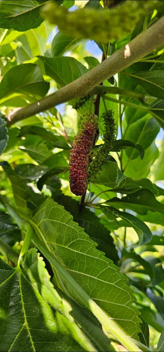 DMOR9 Himalayan Mulberry