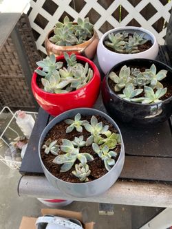 Real succulents $5 each