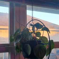 Plants In Hanging Pot