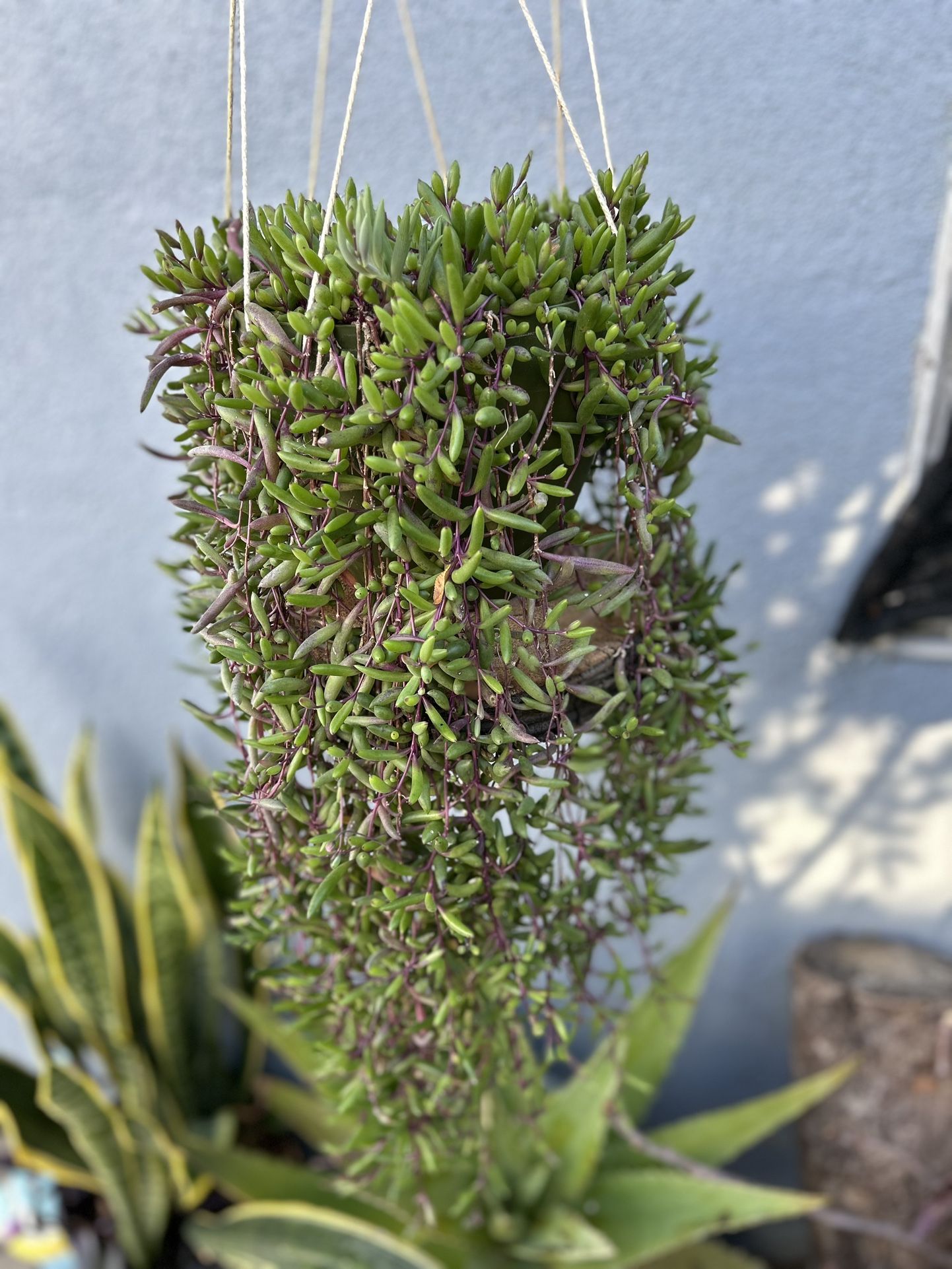 Succulents Con Colgadera De Macrame