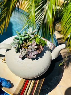 Teapot of succulents with plate