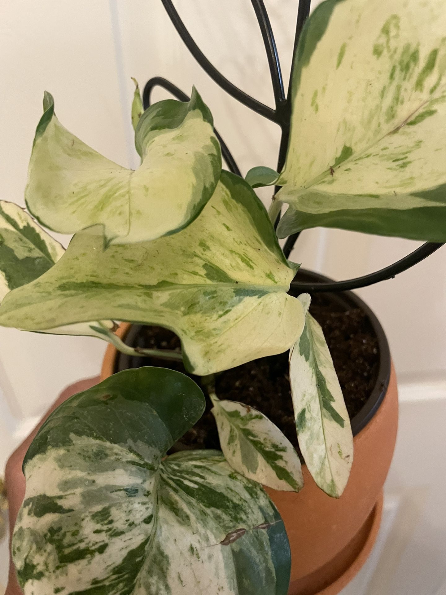 “Manjula” Pothos | Air Purify | On Decorative Pole | $5 Discount With Local Pickup