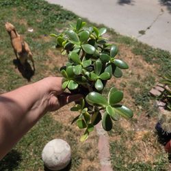 Jade Variegated 