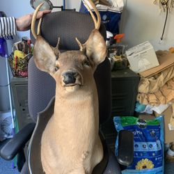 Deer Head Mount 
