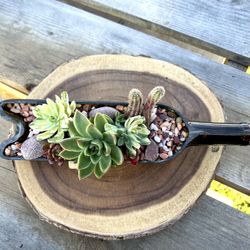 Succulents In A Bottle