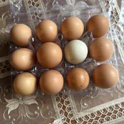 Organic Eggs/ Huevos Organicos