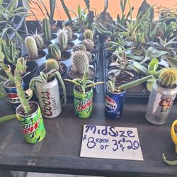 11/9_10 This Weekend Selection At Jason's Local Garden Located At New River Grove In Davie  ( 5660 Griffin Road)