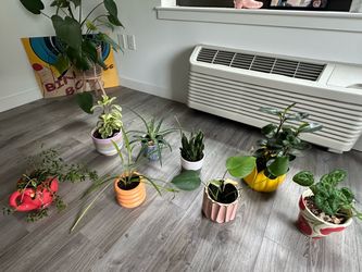 Real House plants with unique ceramic pots