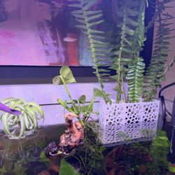 Aquarium Fern With Basket