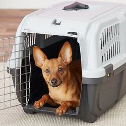 Small Dog & Cat Plastic Kennel Crate