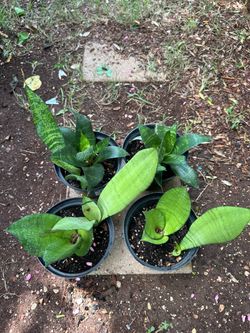 Sansevieria Snake Plants in Black Pots – Set of 4