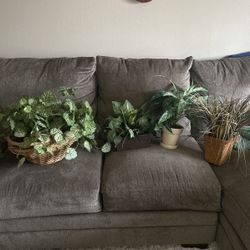 Faux Plants