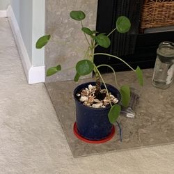 Tall Plant