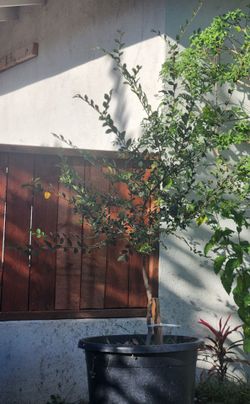 Chinese Elm