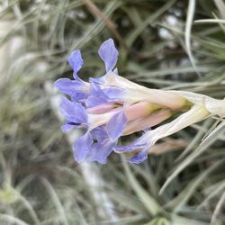 Super Healthy Air Plants for sale