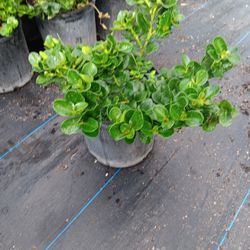 Natal Plum