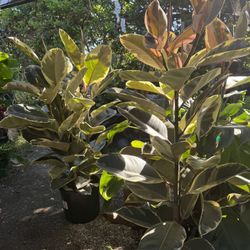 4 Foot Ficus Elastica 