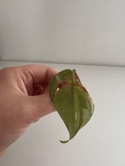 ALBO Heartleaf Philodendron Cutting