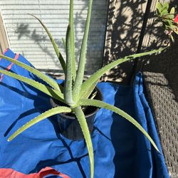 Aloe Vera Medicine Succulent 18” Plant