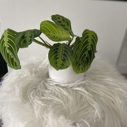 Houseplant Praying Plant In White Ceramic Pot