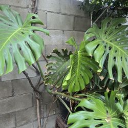 Monsteras Diferentes Taman̈os Y Precios 