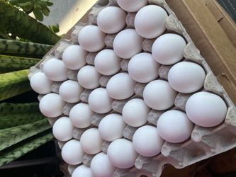 $5 Carton of 30 eggs