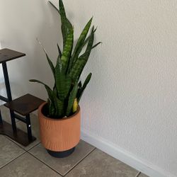 snake Plant 