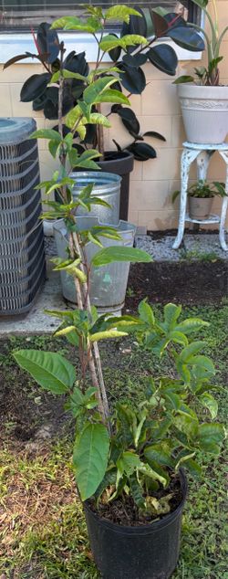 Passion Fruit Maracuya 4 feet