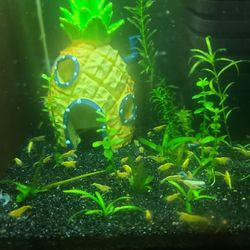 Aquatic Plants 