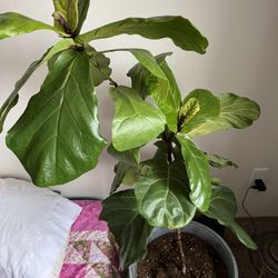 Fiddle Leaf Fig Tree With Pot