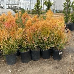 Plants