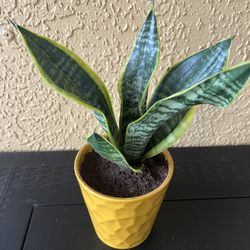 Superba Robusta Snake Plant  (Sanseveria)  in ceramic pot 🪴