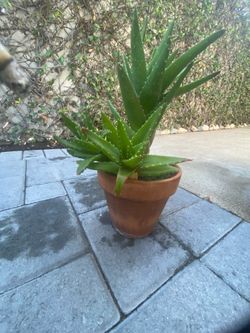 Aloe Vera plant